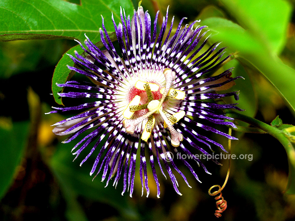 Passiflora incarnata