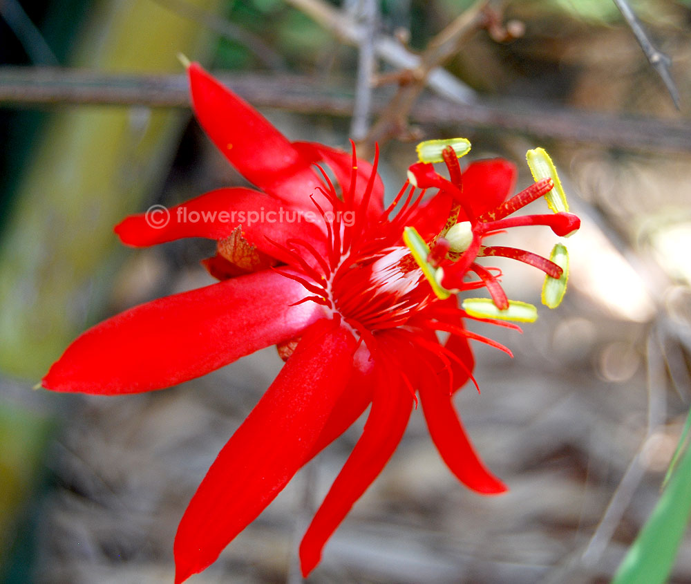 Passiflora vitifolia