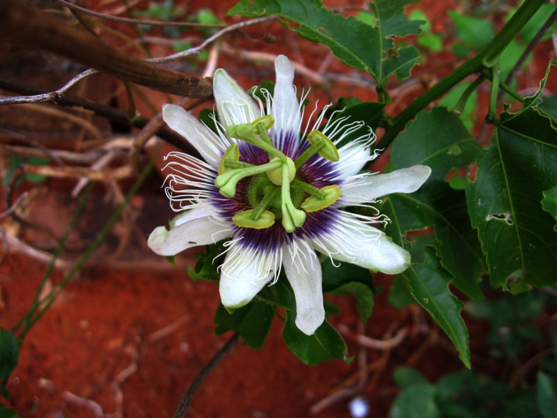 passion flowers