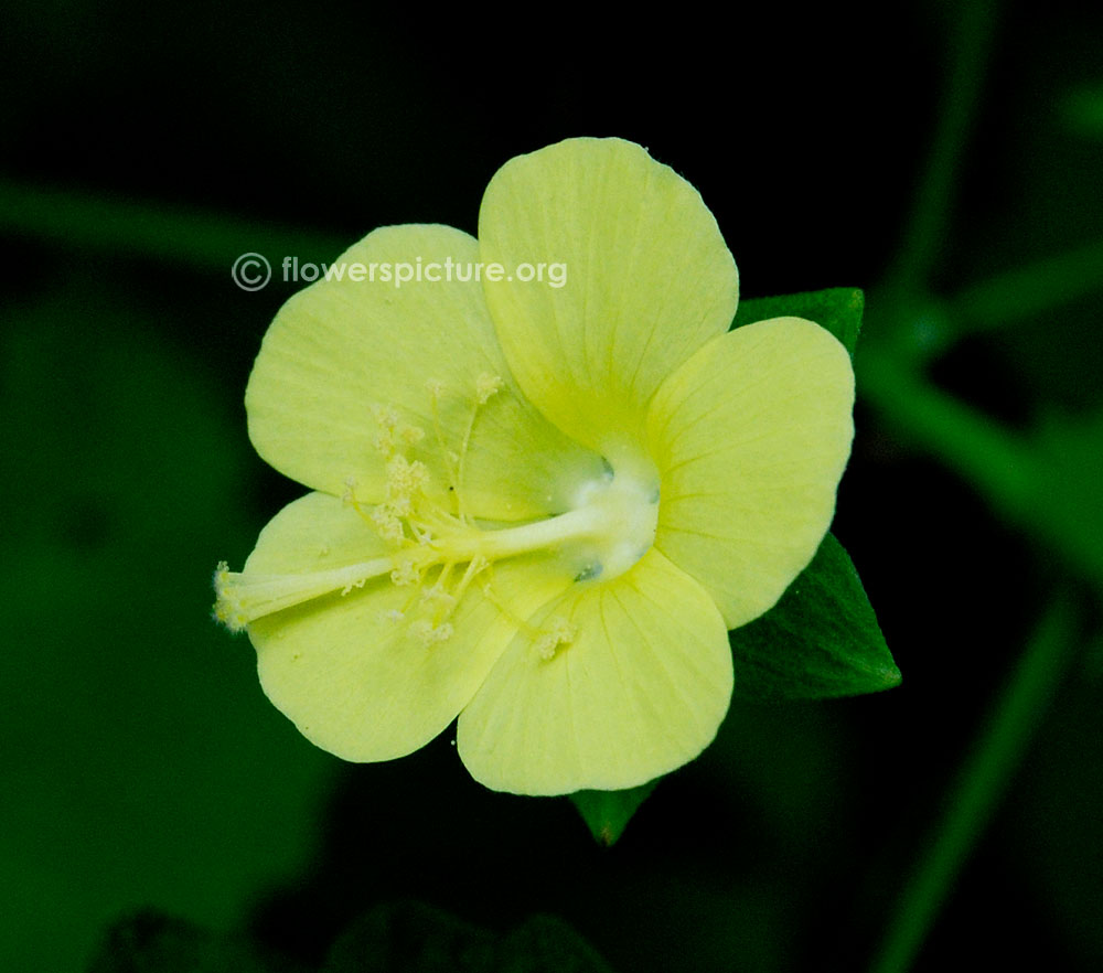 Pavonia Procumbens