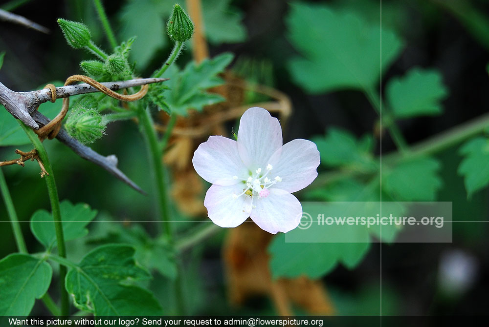 Pavonia zeylanica