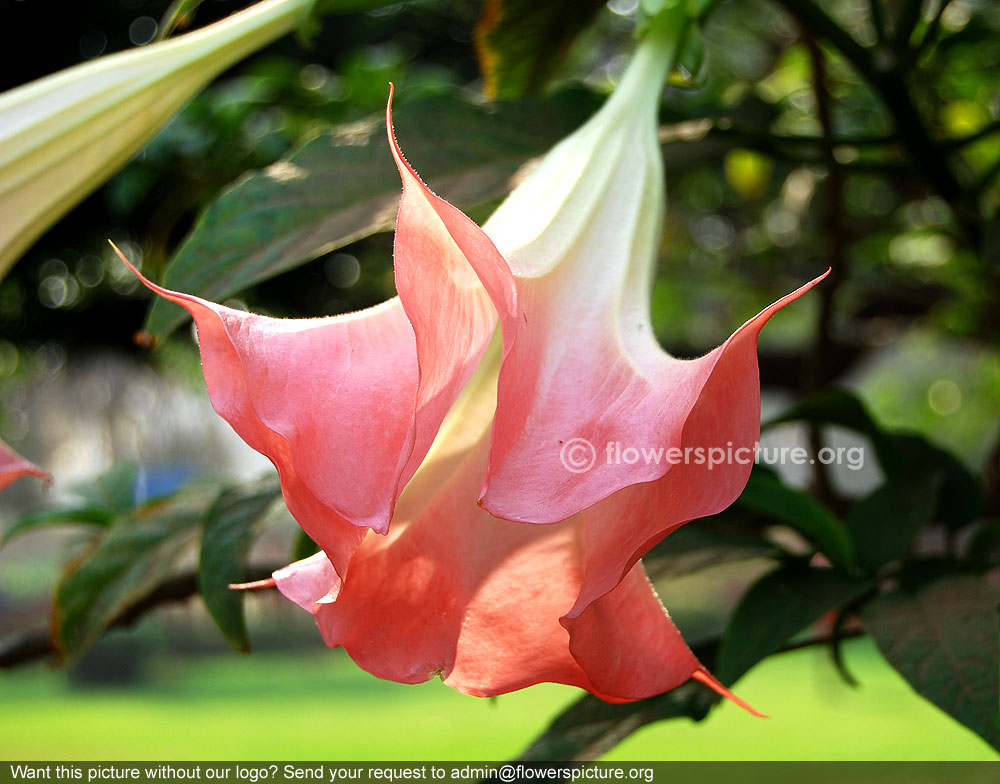 Peach angel's trumpet