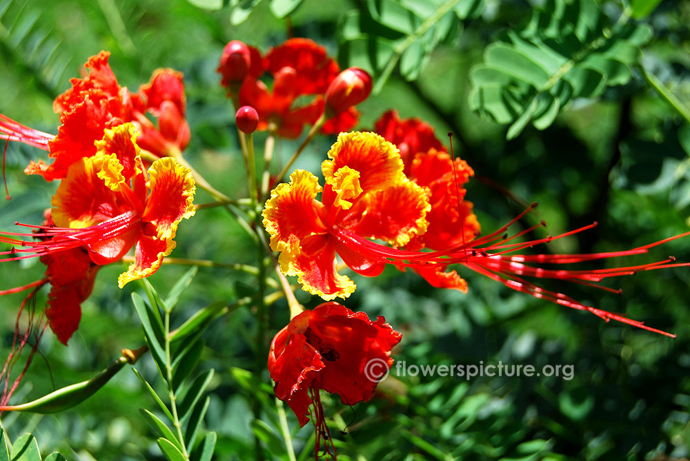 Peacock flower