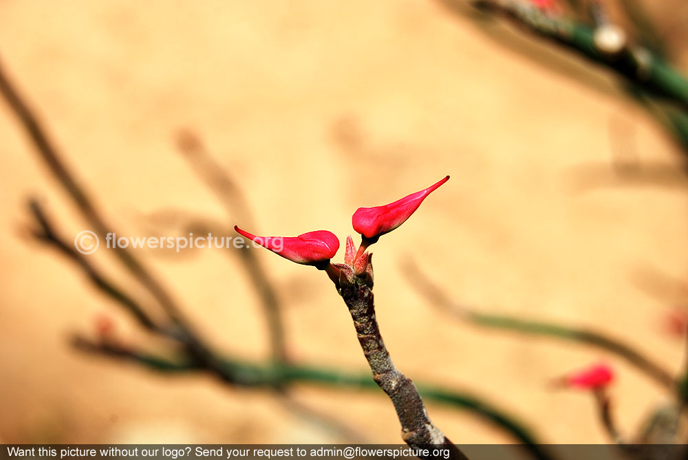 Pedilanthus tithymaloides