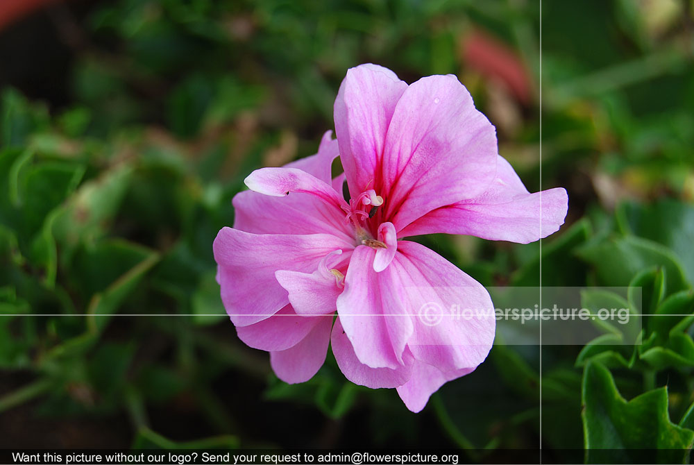 Pelargonium Zonale