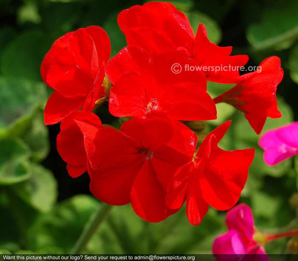 Pelargonium peltatum