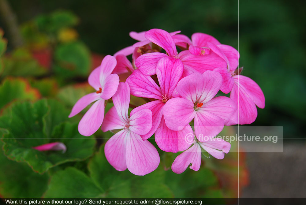 Pelargonium