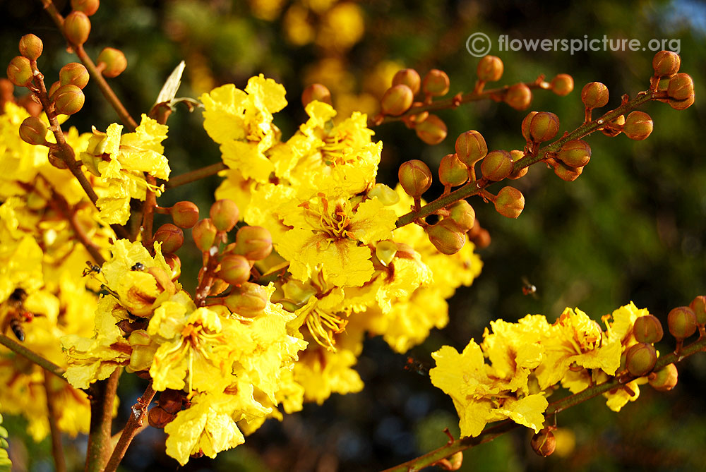 Peltophorum pterocarpum flowers