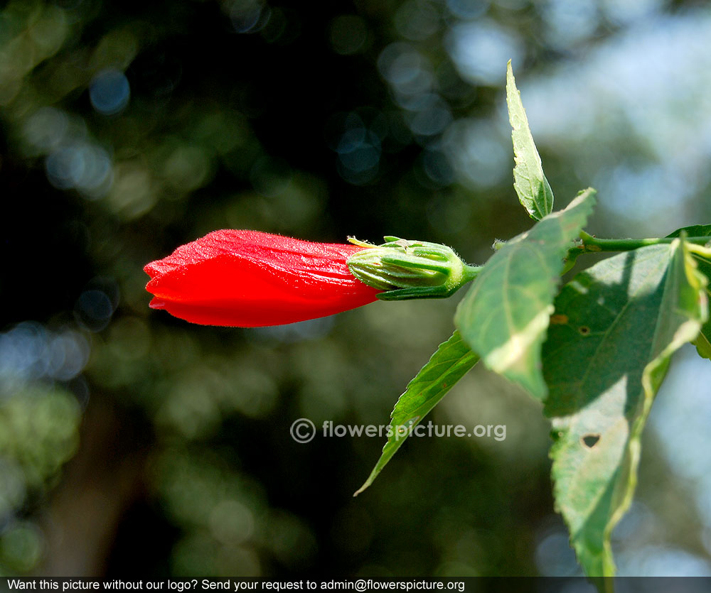 Pendulous sleeping hibiscus