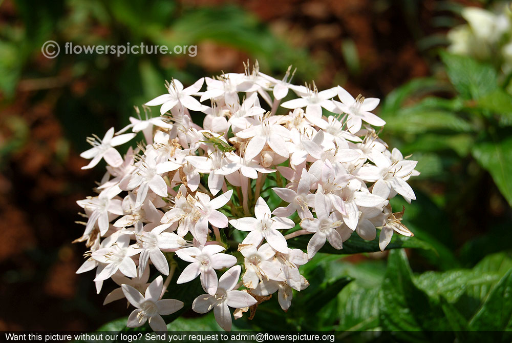 Pentas lanceolata white