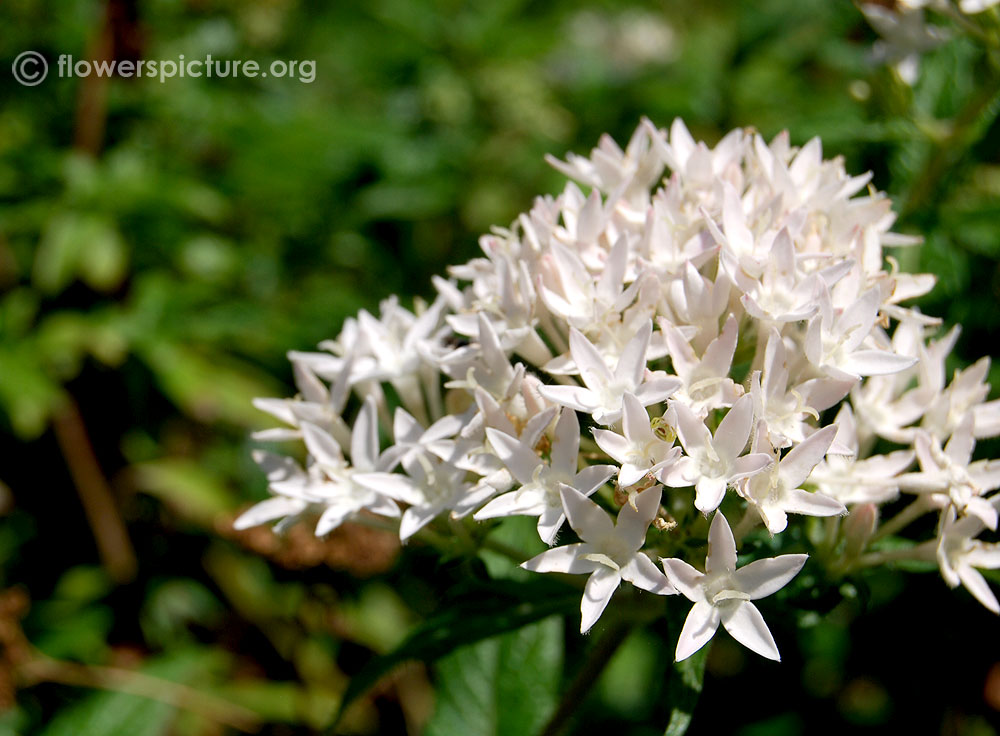 Pentas white