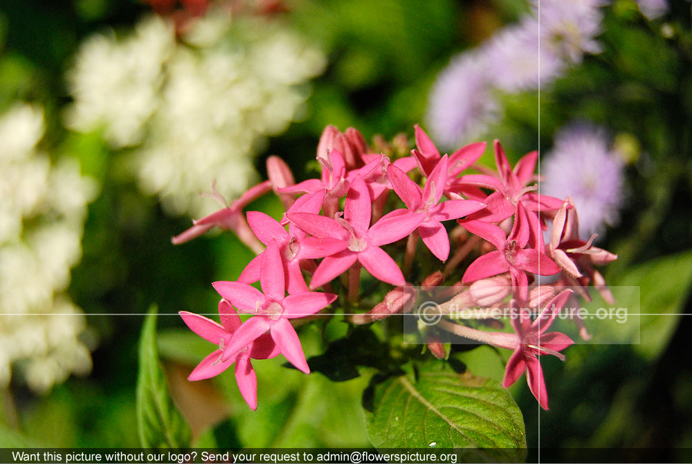 Pentas Lanceolata