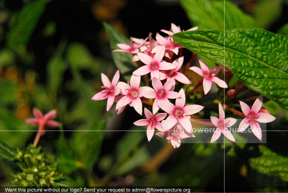 Pentas Lanceolata