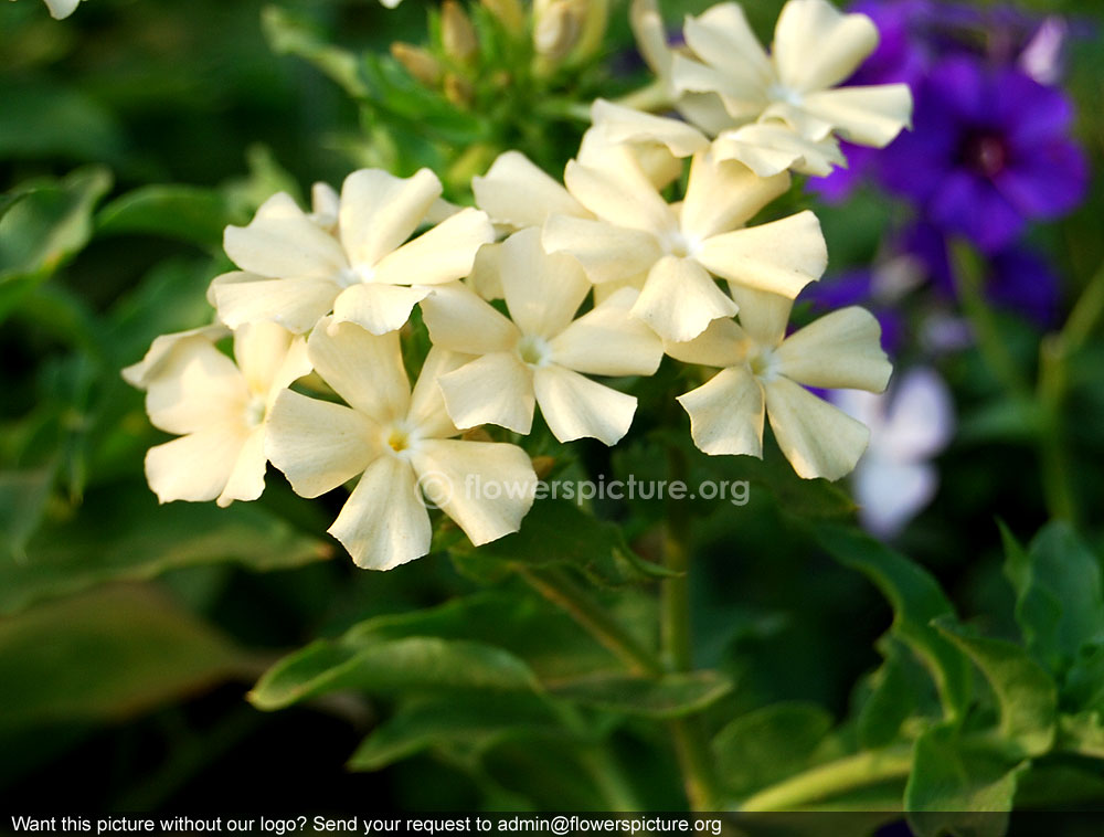 Perennial phlox