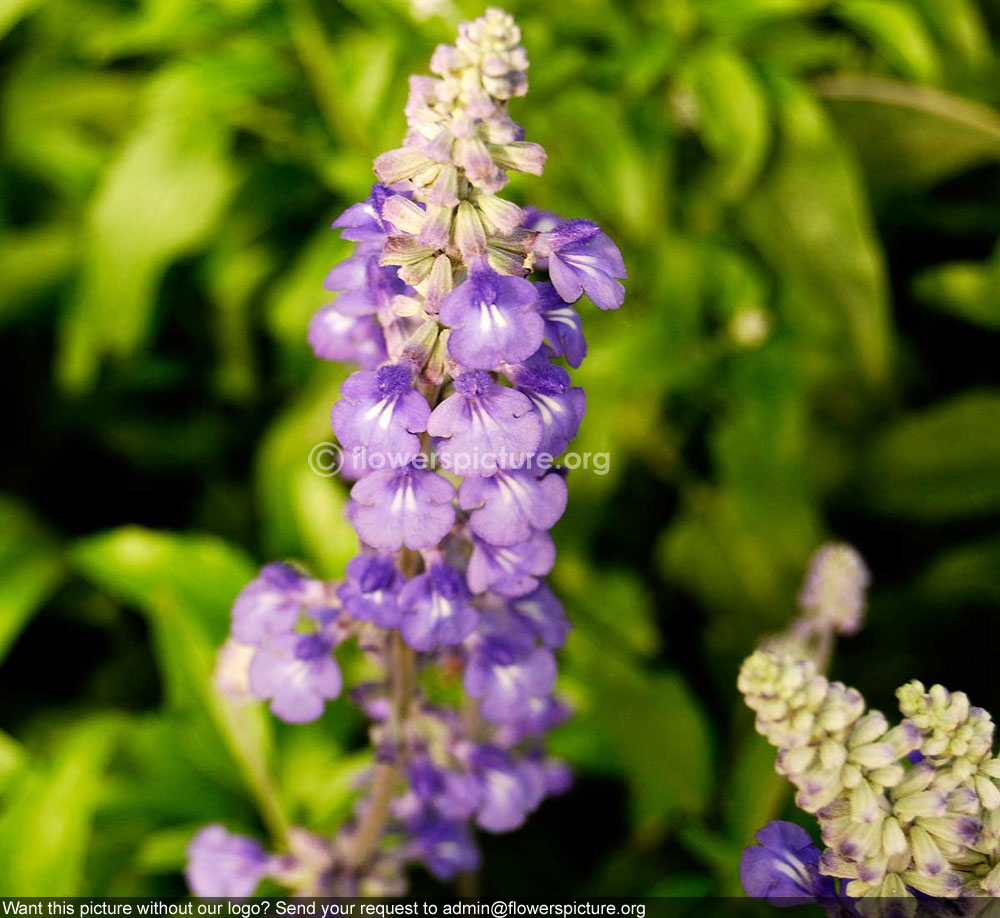 Perennial Salvia