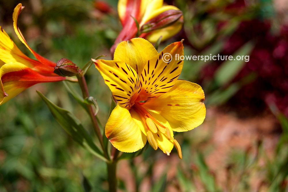 Peruvian lily-Bulbs & Flowers