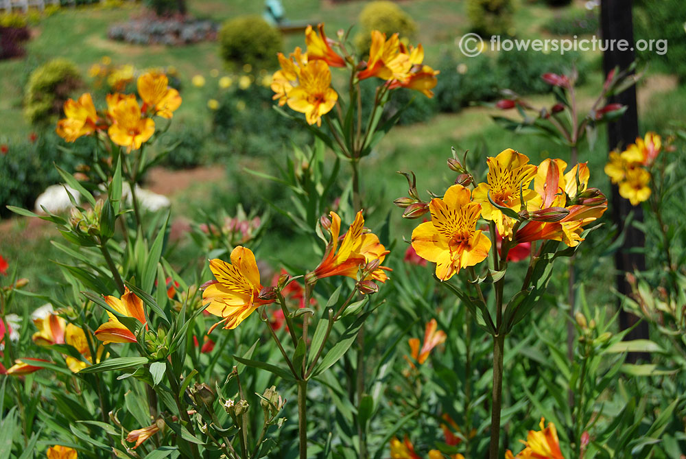 Peruvian lily plant& foliage