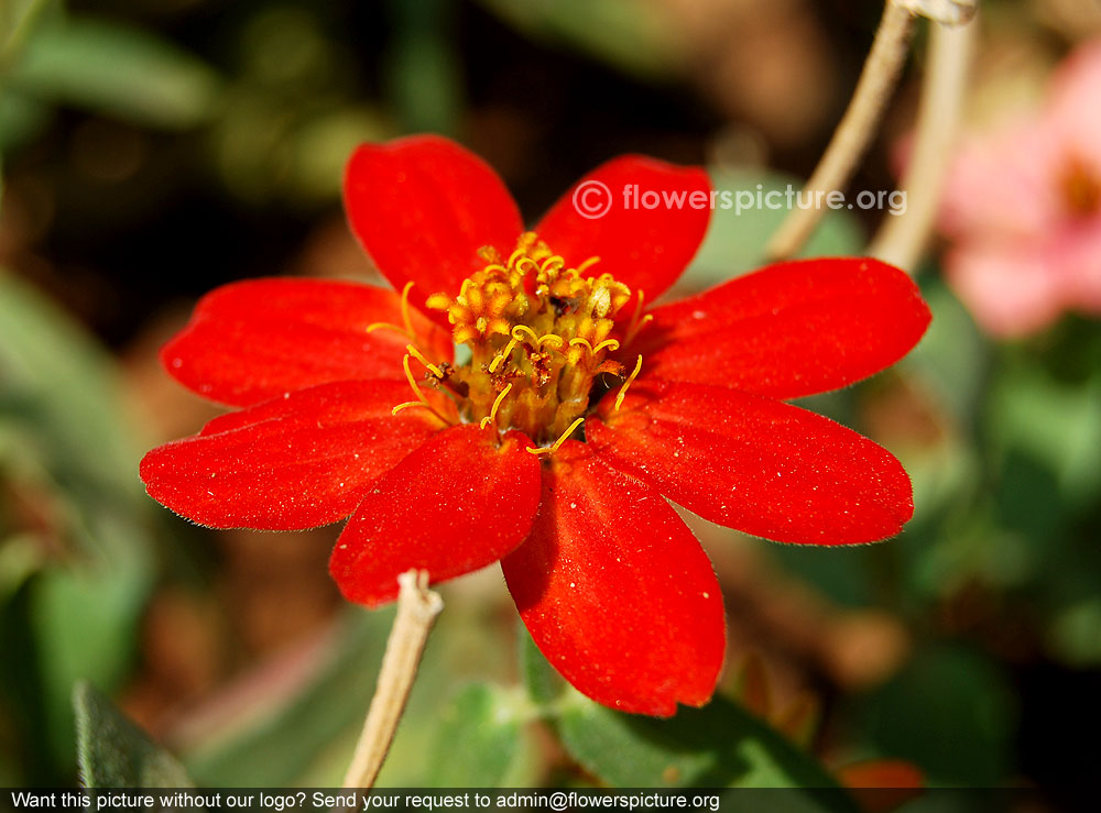 Peruvian zinnia