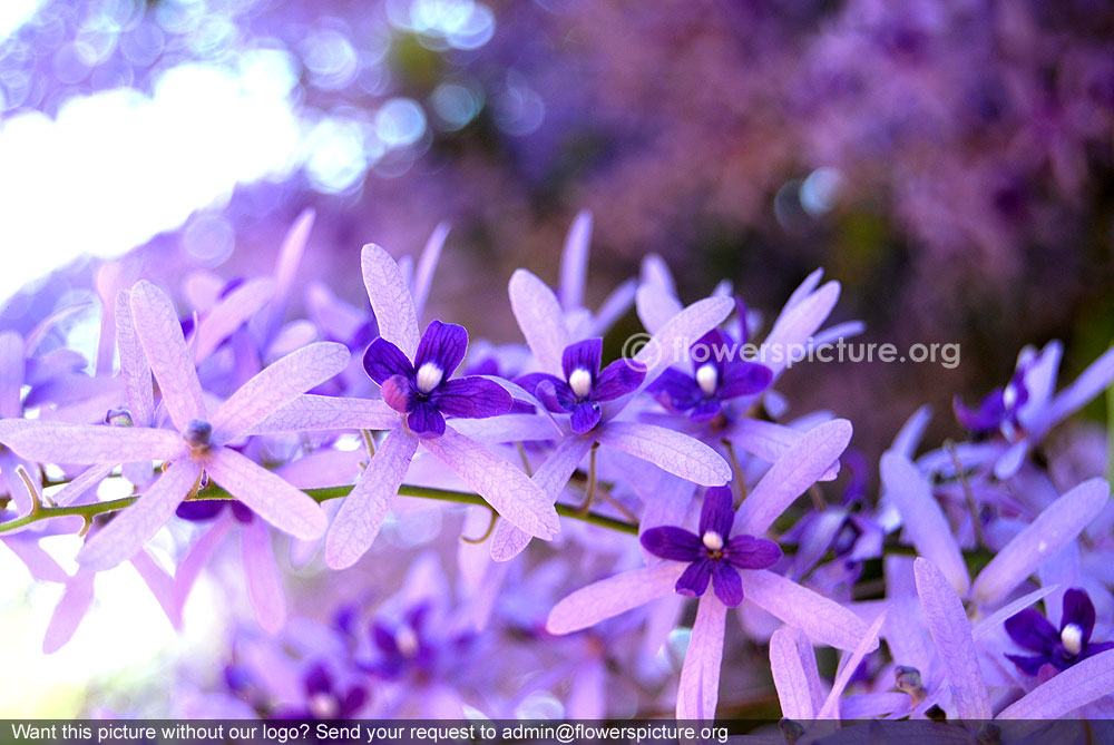 Petrea volubilis