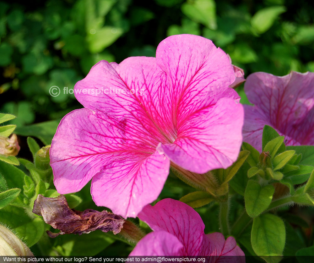 Petunia celebrity raspberry ice