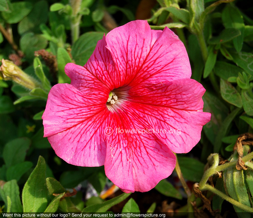 Petunia grandiflora