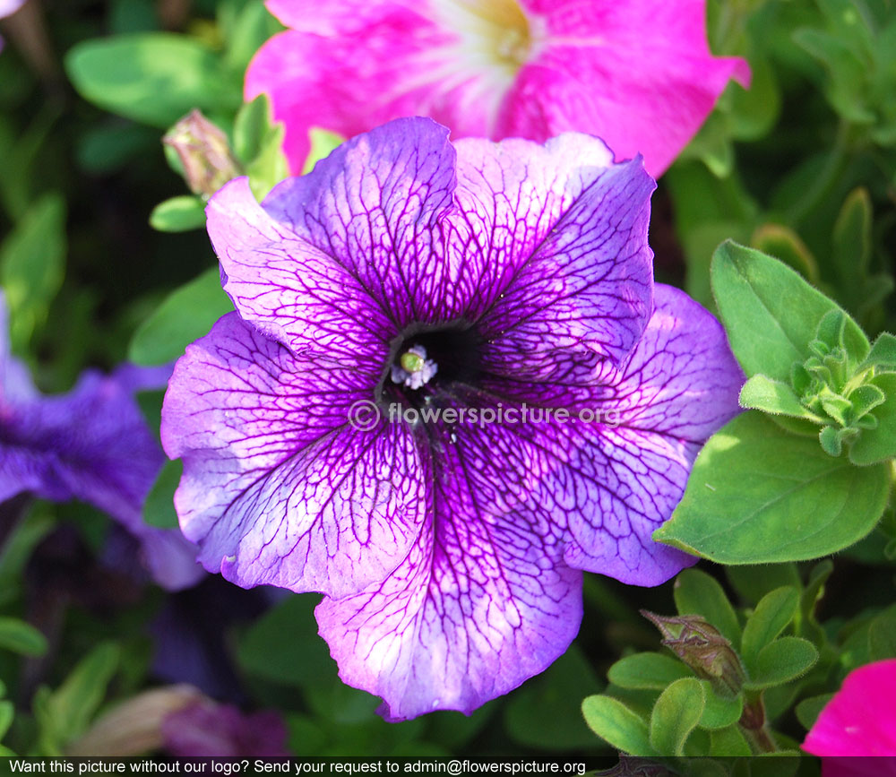 Petunia hybrida