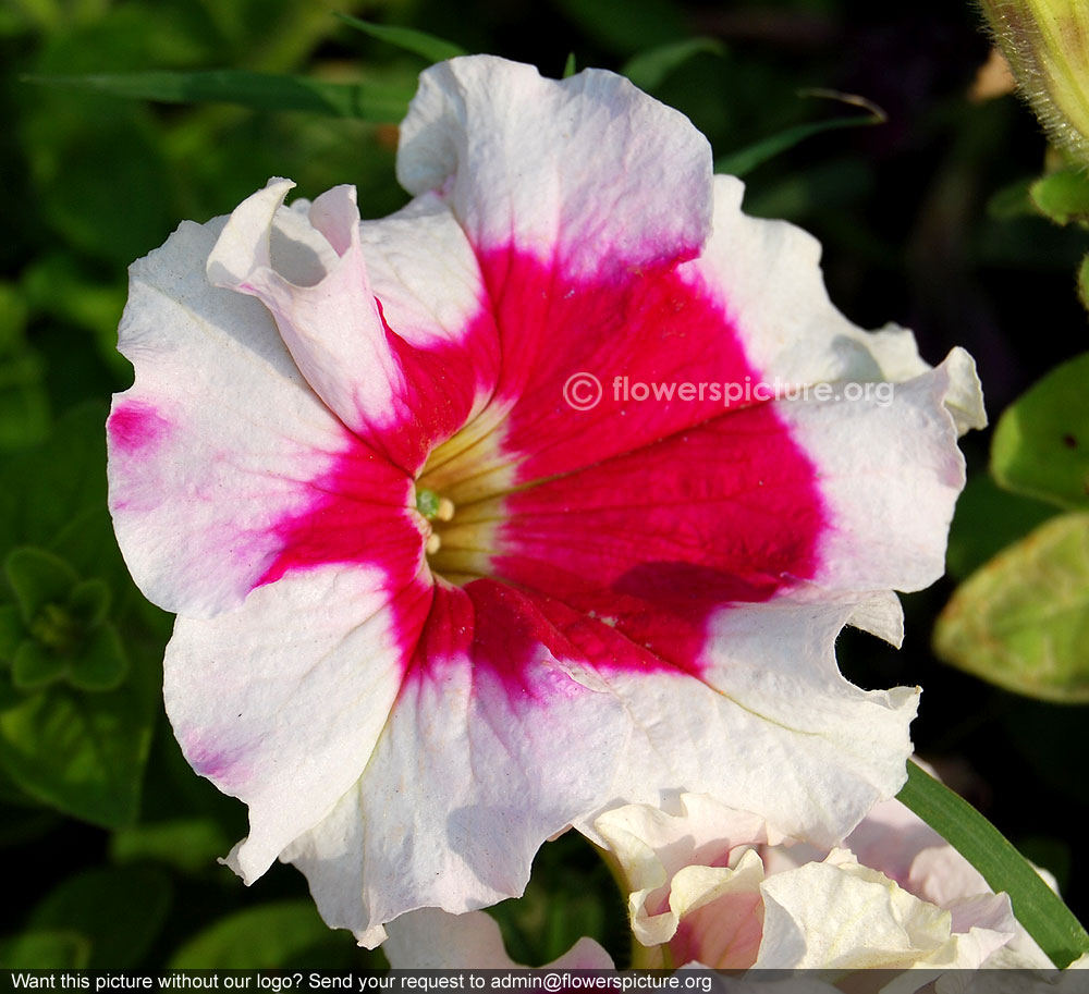 Petunia multiflora