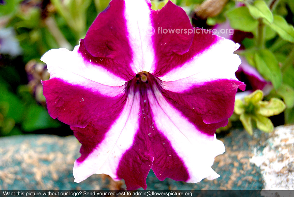 Petunia ultra crimson star