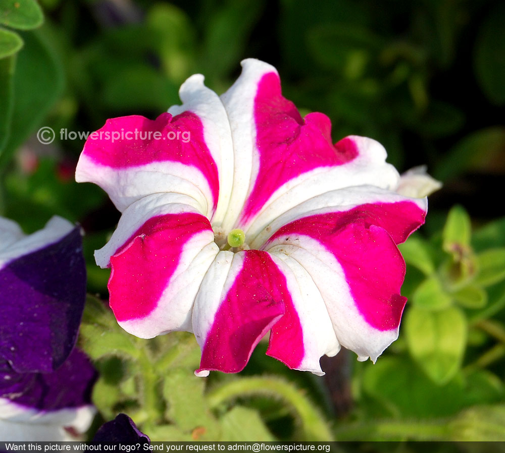 Petunia ultra rose star