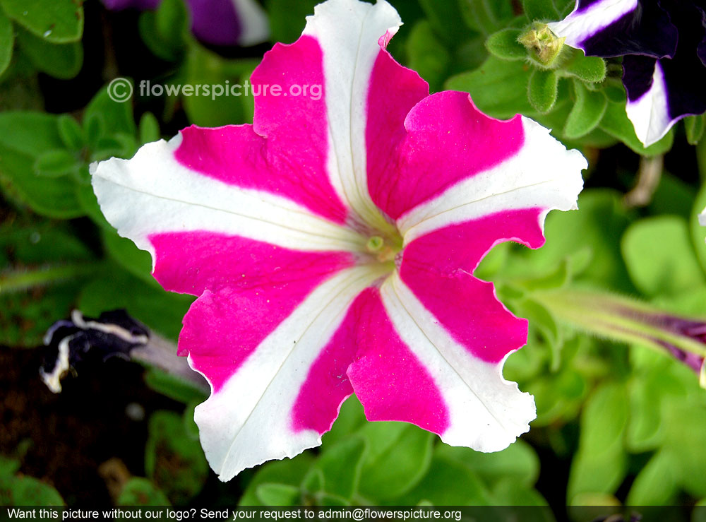 Petunia ultra star flower