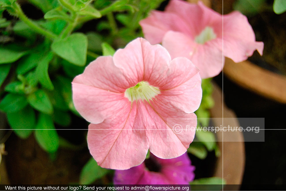 Petunia baby pink