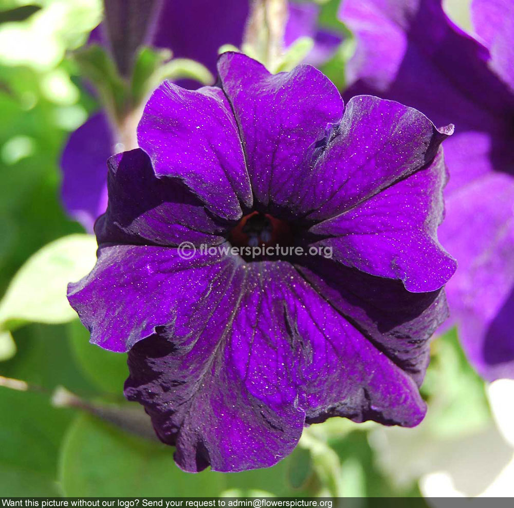 Petunia blue lalbagh