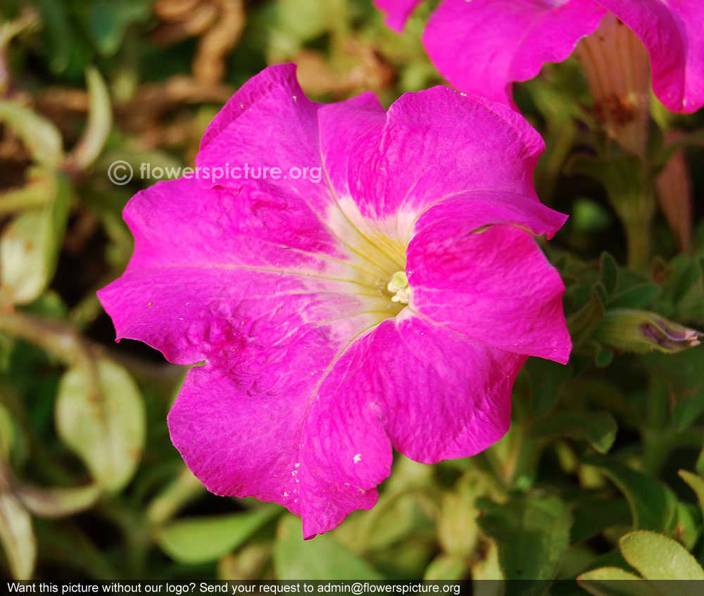 Petunia pink