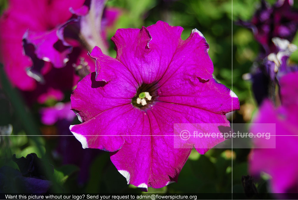 Petunia Pink Purple