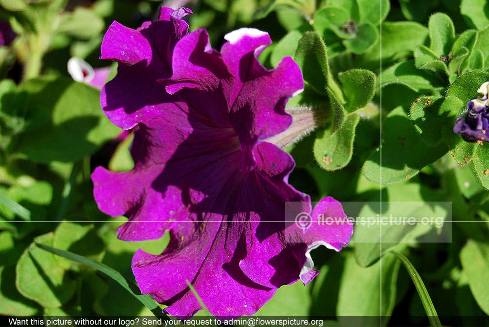 Petunia purple