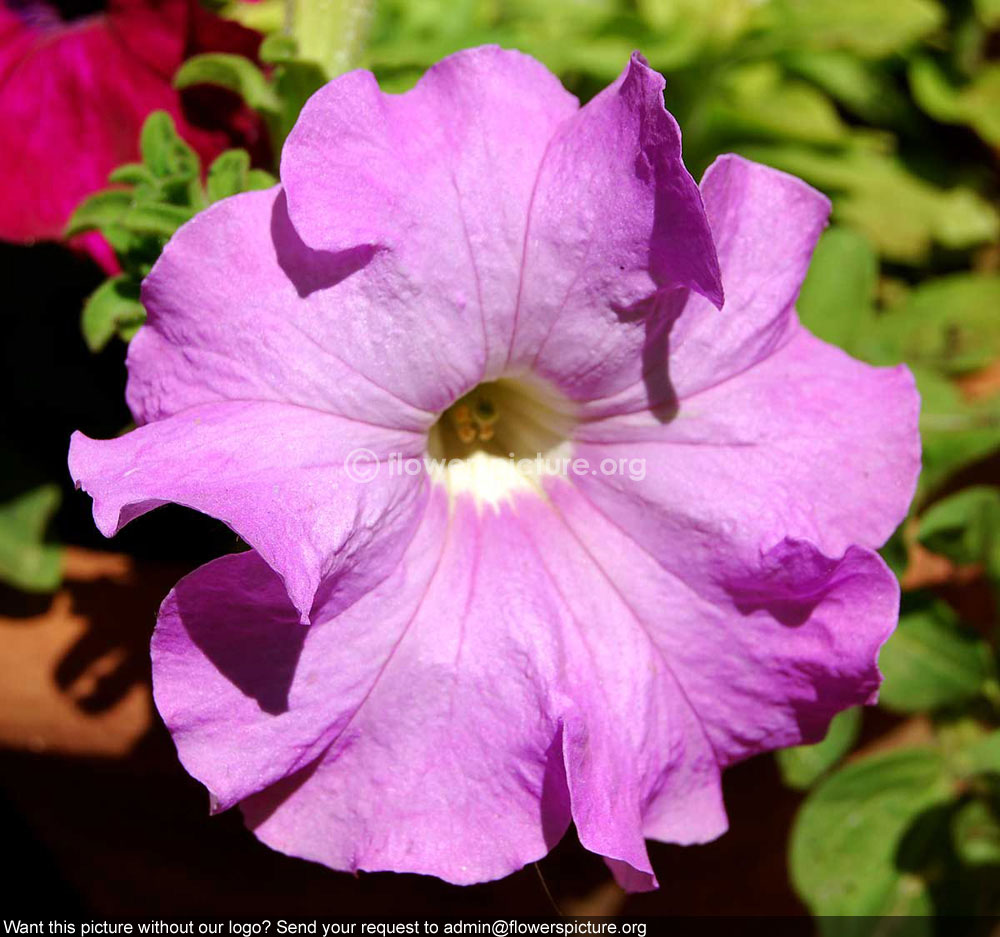 Petunia Purple Pink