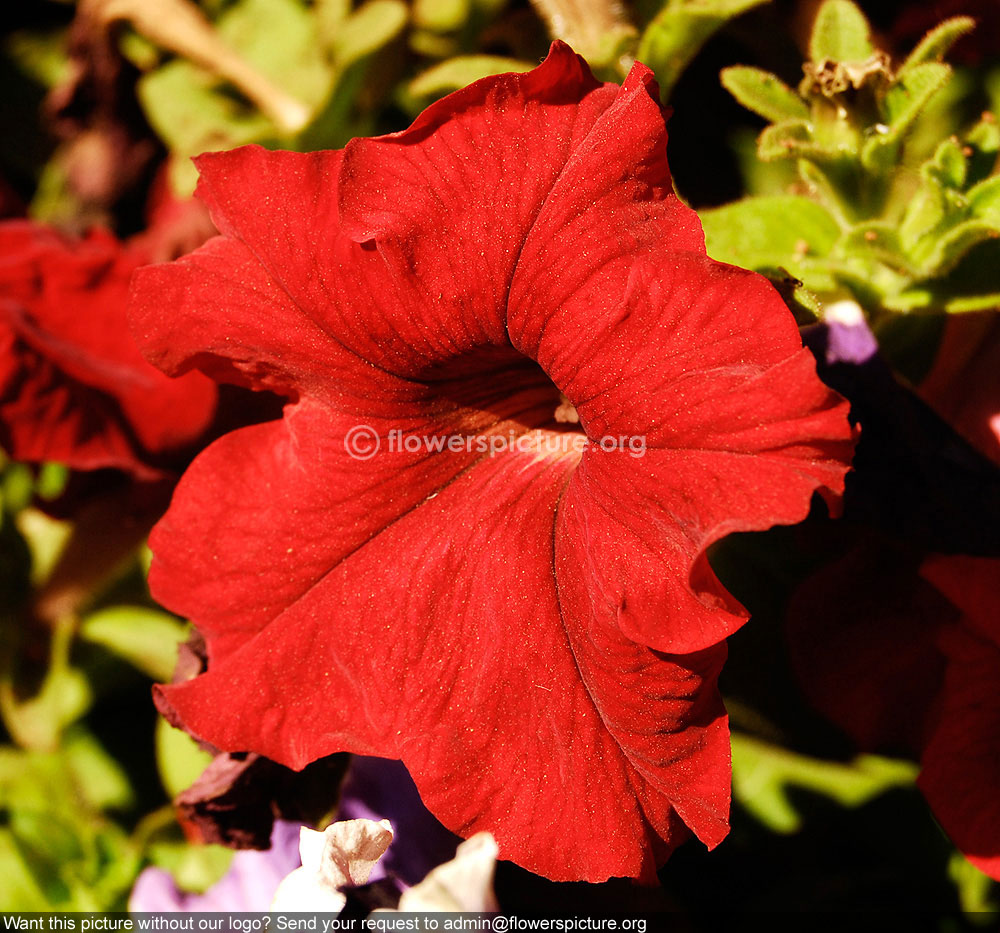 Petunia red