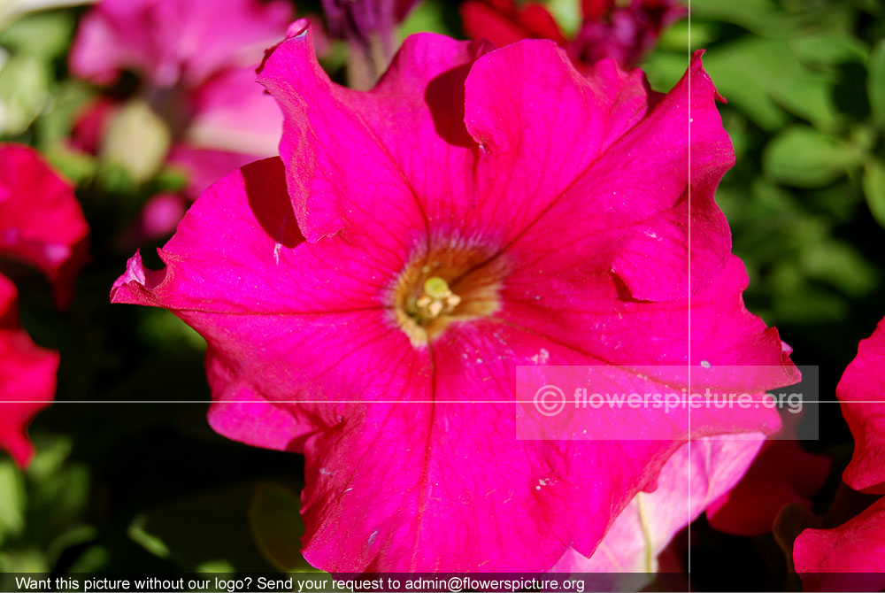 Petunia Red Violet