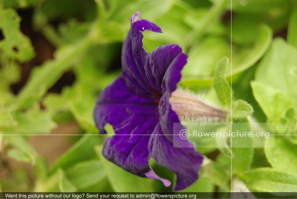 Petunia Violet