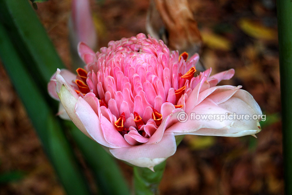 Philippine wax flower pink