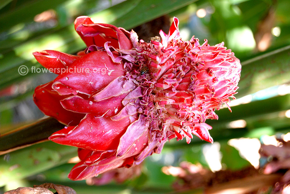 Philippine wax flower