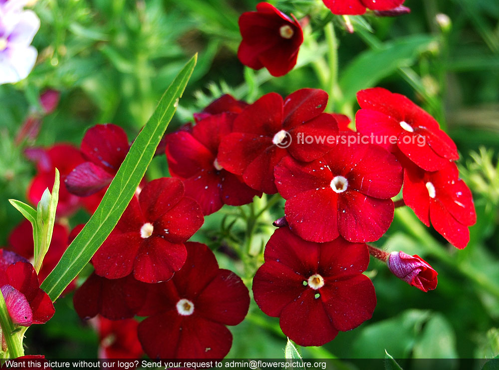 Phlox paniculata