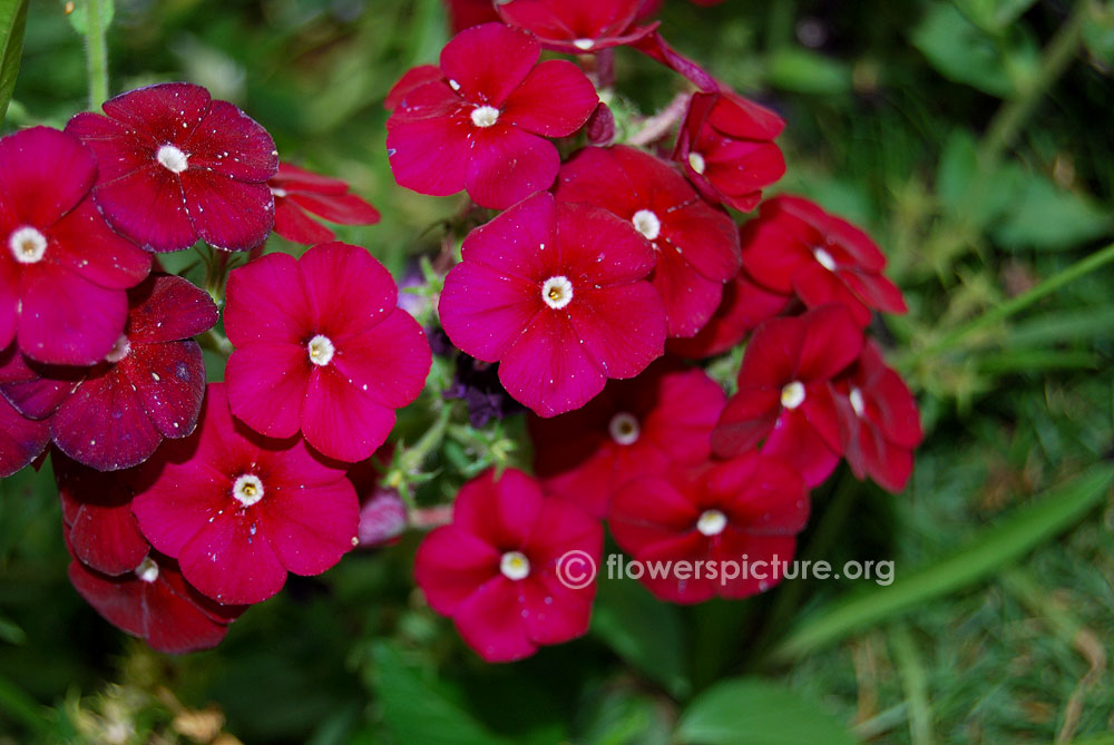 Phlox