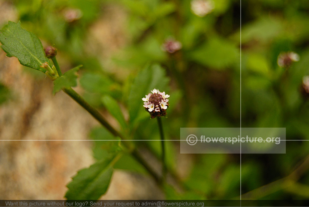 Phyla Nodiflora