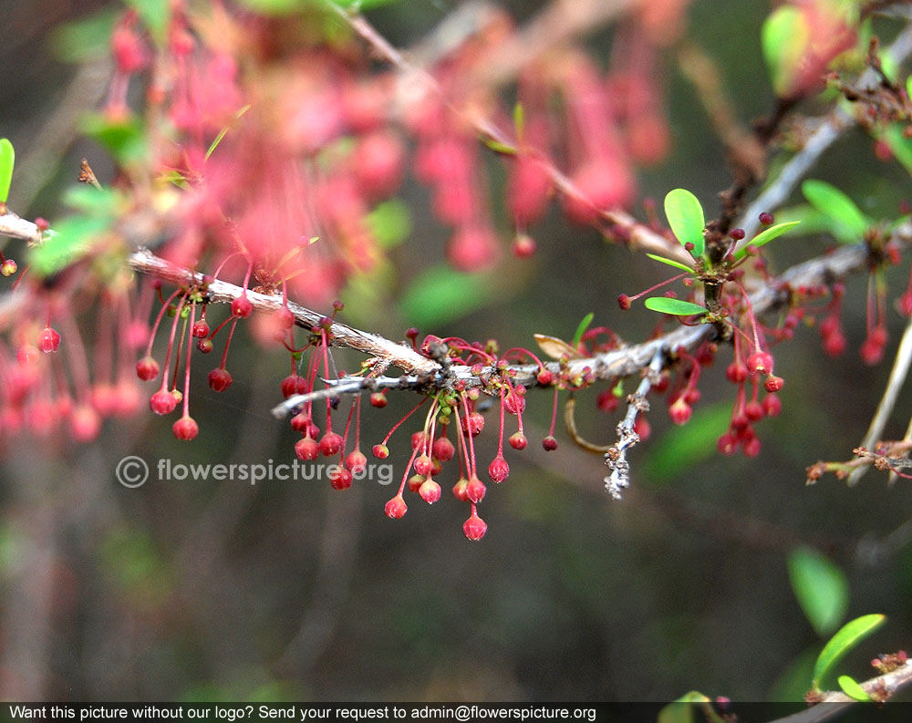 Phyllanthus myrtifolius