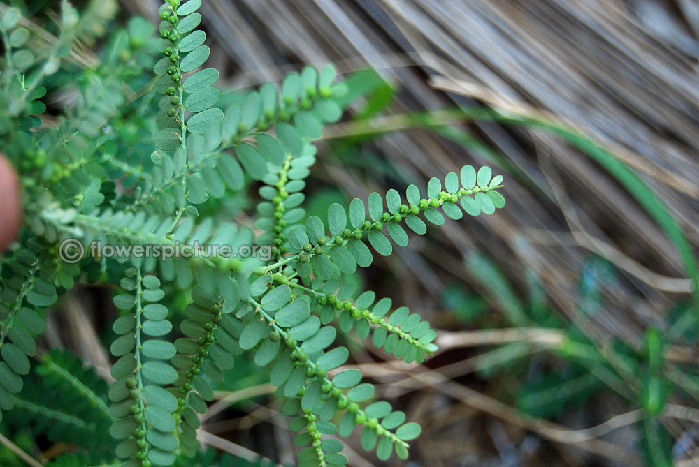 Phyllanthus niruri keela nelli foliage