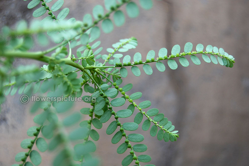 Phyllanthus niruri keela nelli fruits