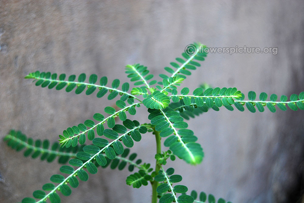 Phyllanthus niruri