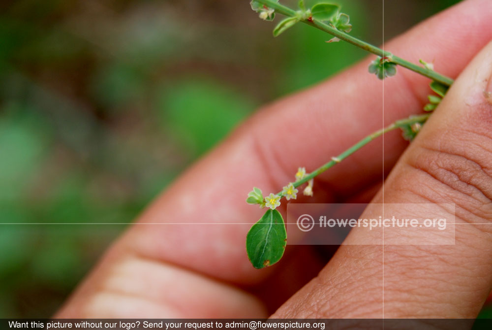 Phyllanthus tenellus