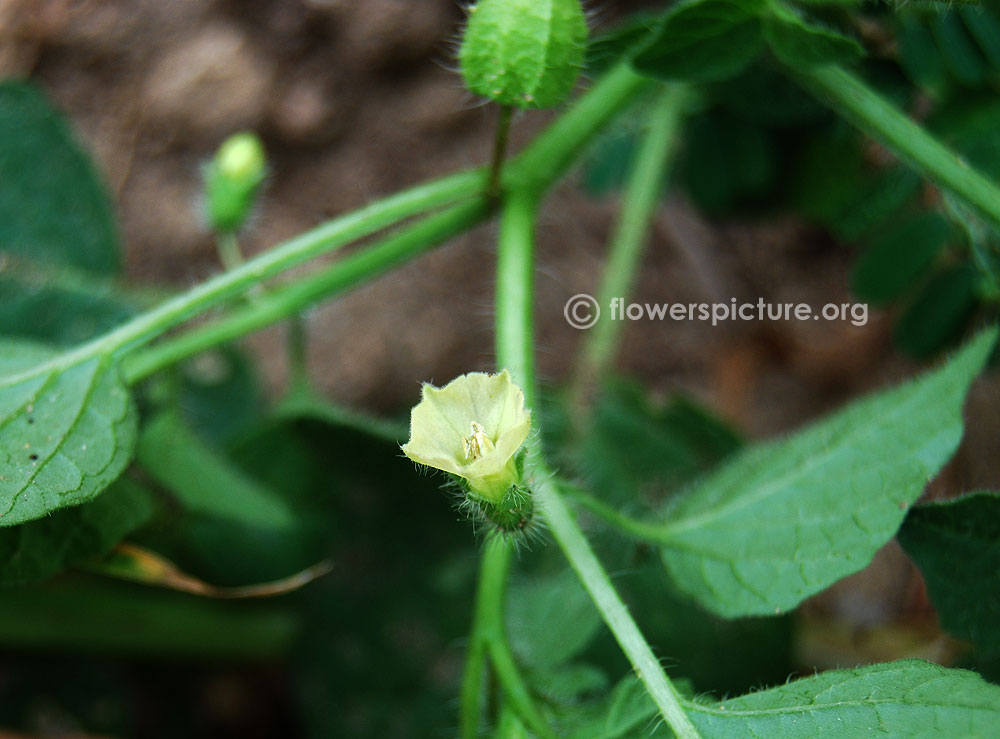 Physalis ground cherry